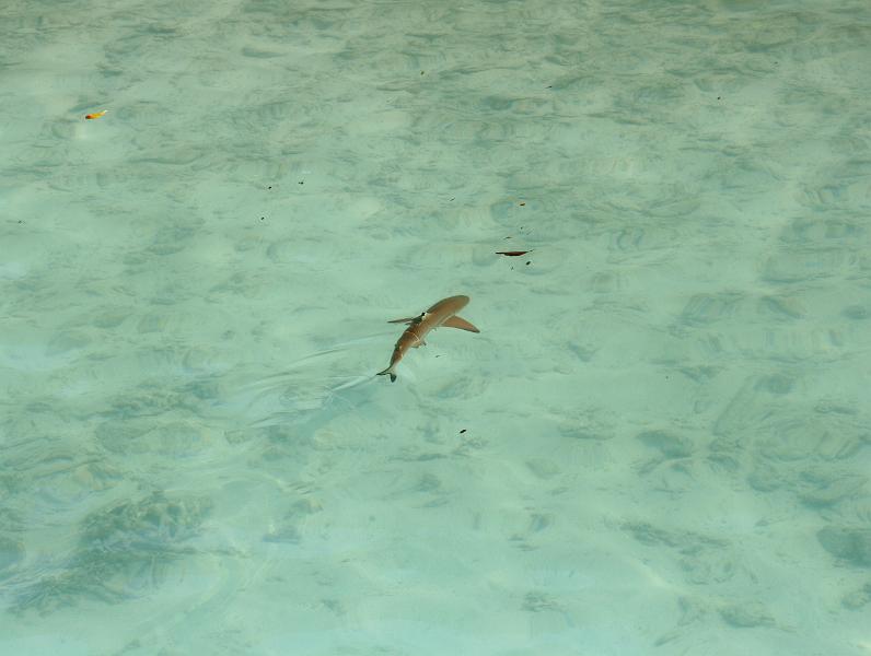 Kuramathi (251).jpg